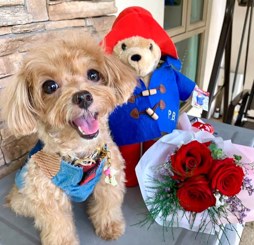 Ⓜ️їк◎ みこ 미코 ? Dogsのインスタグラム：「нαρρу ναℓєитιиє'ѕ ∂αу ♥️🌹♥️ Hope you all have a romantic and pawderful day❣️🥂💐 (๑˃̵ᴗ˂̵) #happyvalentinesday 📆〔14Apr2019〕 #maltipoosofinstagram #dogs #barkhappy #maltipoo #maltese #toypoodle #ワンコ #わんこ #犬 #いぬ #トイプードル #dogsoftheday #poodlesofficial #poodle #puppylove #petfancy#furball #sgpet #poodleclub #poodleclubsg #furbabies #furballs #fluffypack #puppiesforall #pawsomepoodles #singaporedogs #개 #푸들」