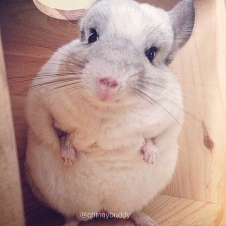 Mr. Bagelのインスタグラム：「Life is short, and so are my arms! 😂 #trexarms #MrBagel #chinchilla」