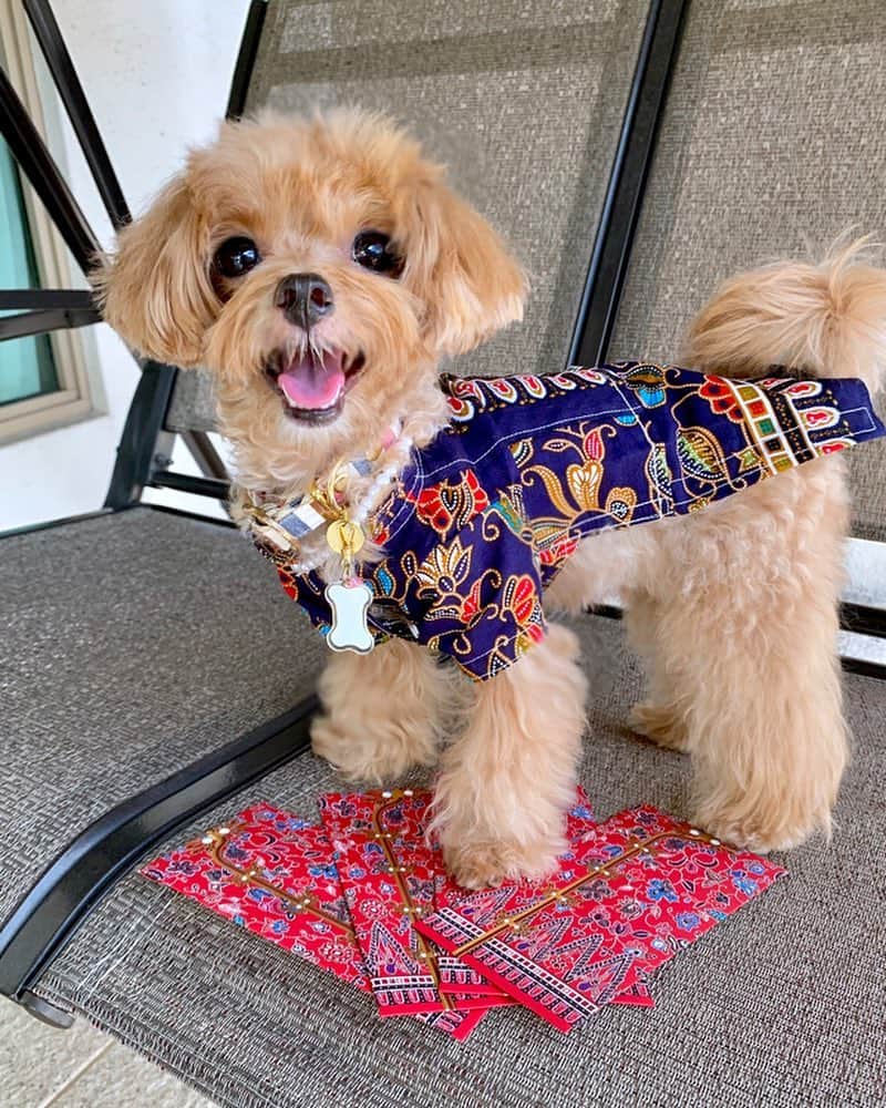 Ⓜ️їк◎ みこ 미코 ? Dogsのインスタグラム：「Matching red packets 🧧 with outfit 👕😃 ☆〜（ゝ。∂） Happy last day of CNY 🍊 元宵节快乐 🐽 원소절의 즐거움 🎎  元宵節の楽しみ 🏮 . #정월대보름 #원소절 #元宵节 ٩(๑′∀ ‵๑)۶•*¨*•.¸¸♪ 📆〔19Feb2019〕 . #maltipoosofinstagram #barkhappy #maltipoo #maltese #toypoodle #ワンコ #わんこ #犬 #いぬ #トイプードル #dogsoftheday #poodlesofficial #poodle #puppylove #petfancy#furball #sgpet #poodleclub #poodleclubsg #furbabies #furballs #fluffypack #puppiesforall #pawsomepoodles #singaporedogs #개 #푸들」