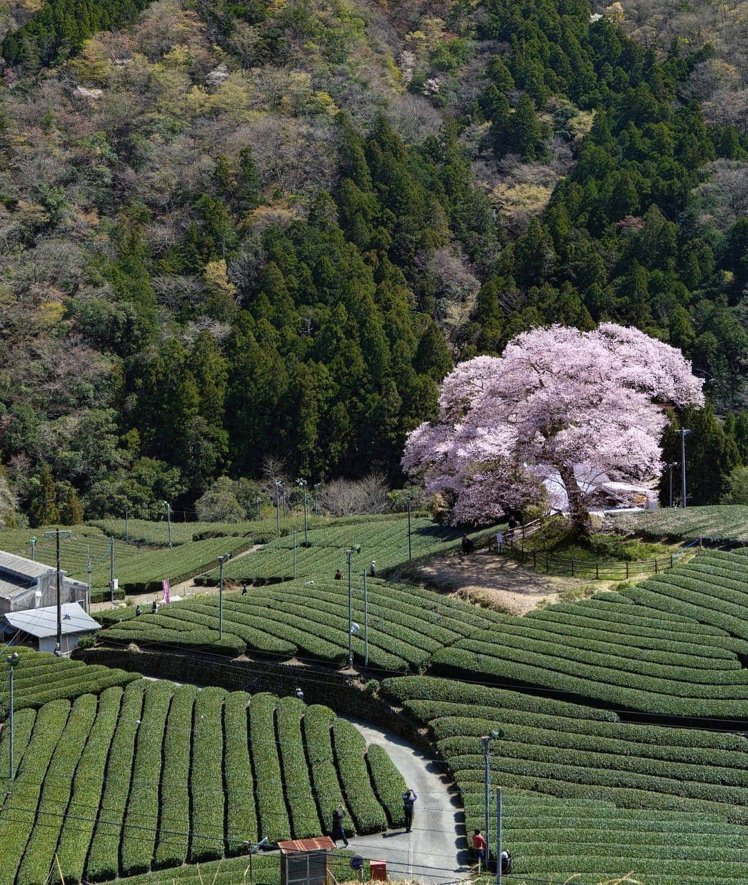 詩歩さんのインスタグラム写真 詩歩instagram 茶畑の中にポツンと佇む樹齢300年の桜 堂々とした姿が圧巻でした 300 Years Old Cherry Blossom Tree In A Green Tea Field It S In My Hometown Shizuoka 桜は今がちょうど満開真っ盛り