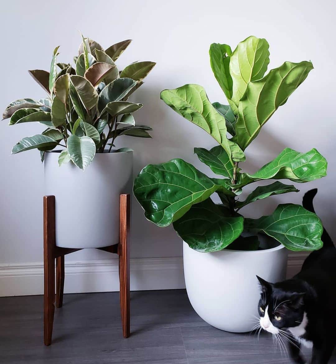 のインスタグラム：「@everydayplants_la Live plants Simply Delivered To Your Door 📦🚪🌿🌵 Check out their online store 😊😍 #plants #homedecor」