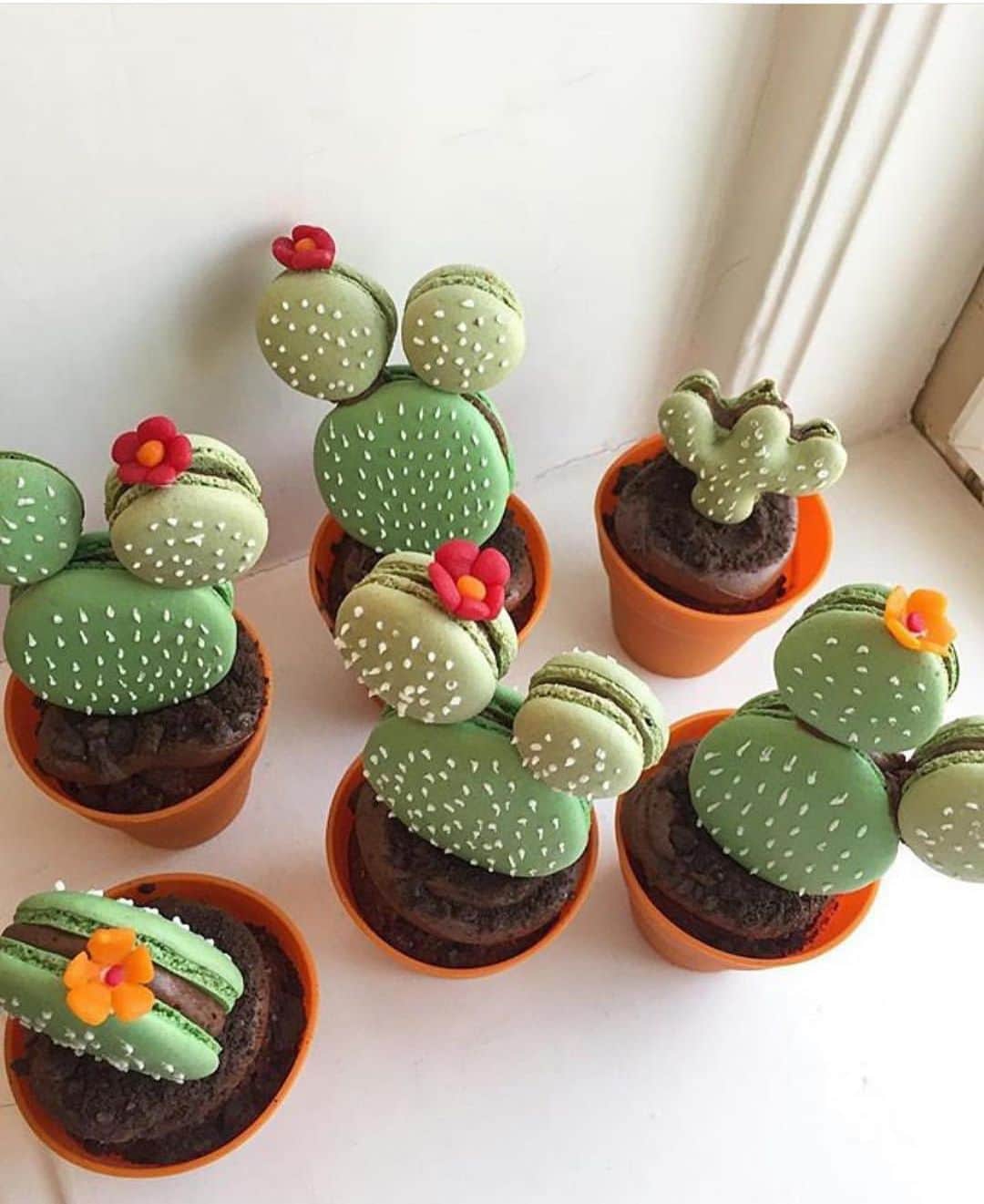 のインスタグラム：「Tag your friends and follow @everydayplants_la #cactus #cacti #plantlover #plants #dessert」