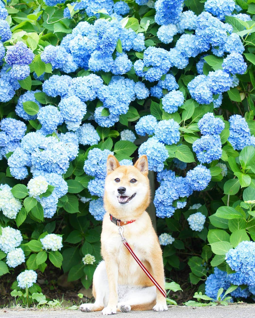 柴犬 ゆりのインスタグラム：「2019.6.17 座り方～😂 ・ ちょうど１年前に撮った写真。 最近父ちゃんが忙しいから、今年は紫陽花見に行けないかも😢  Location：大阪府(2018.6.17撮影)  #紫陽花 #犬 #柴犬 #shibainu #shibastagram #dog #dogstagram #dogsofinstaworld #dogsofinstagram #bestjapanpics #japan_daytime_view #team_jp_ #tokyocameraclub #instagramjapan #igersjp #flowers #scenery #landscape #ペティオ柴公園 #花とうちの子 #pecoいぬ部 #マーフィいぬぞら」