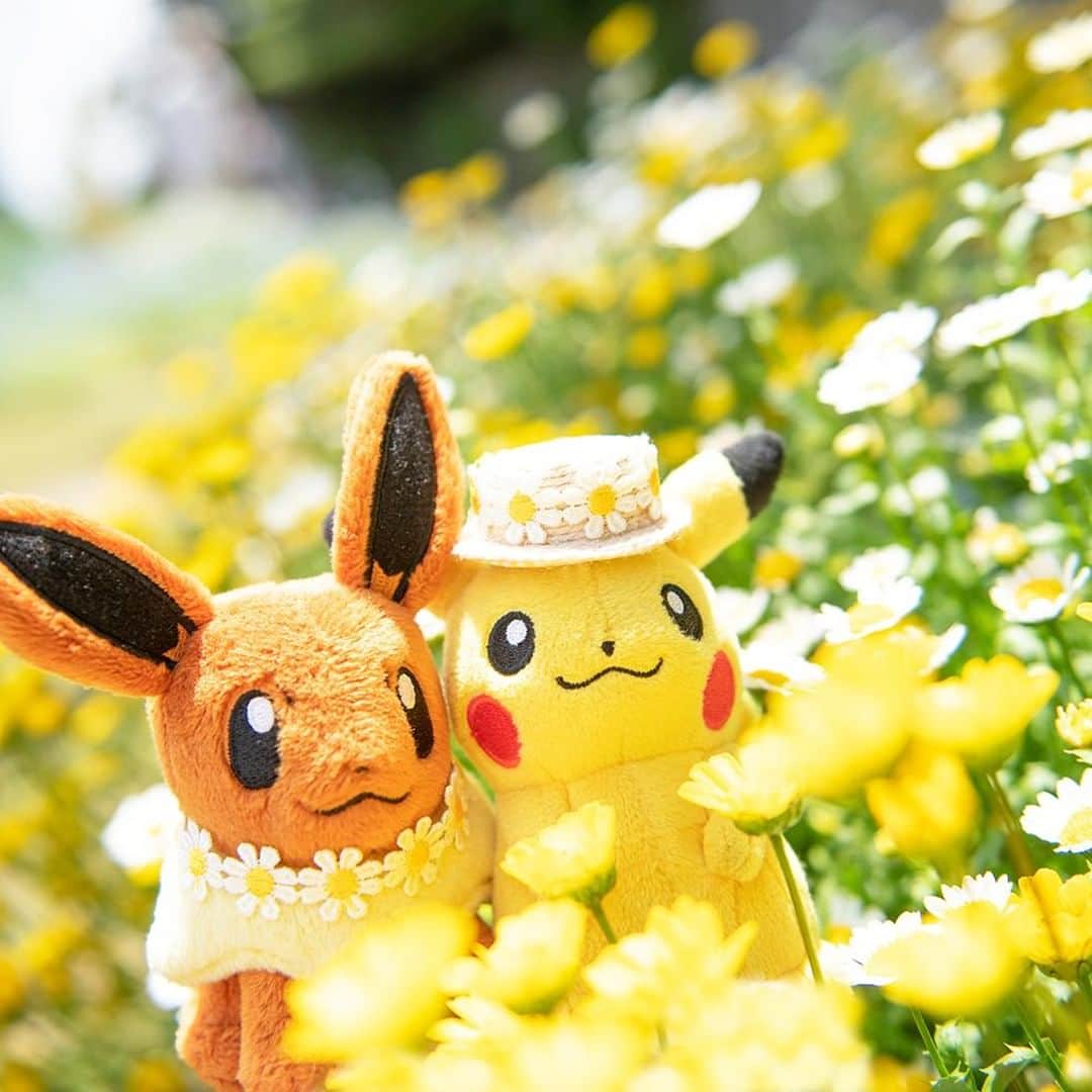 ピカチュウ公式instagramさんのインスタグラム写真 ピカチュウ公式instagraminstagram 今日のピカチュウ イーブイといっしょにお花畑を散策チュウ ピカチュウにそっくりな色のお花がたくさんだね Pikachu Eevee Pokemon Pikachu Snap Photooftheday