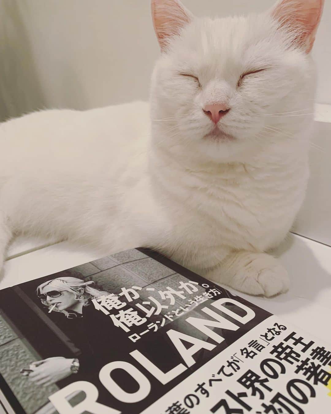 ダニョ（鈴木えみ）のインスタグラム：「猫界ではダニョかダニョ以外だにょ #danyo #danyocawaii #munchkin #whitecat #catstagram #catlovers」