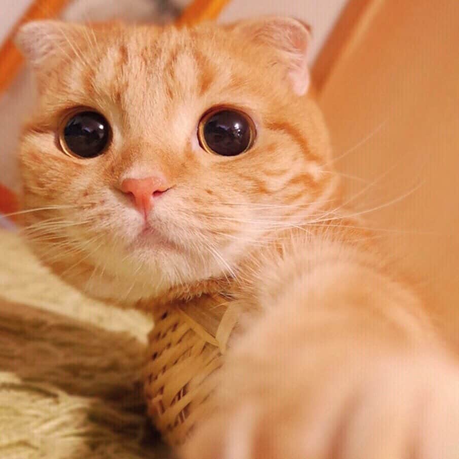 ashmiemuのインスタグラム：「Selfie! . 上手に撮れてる？」