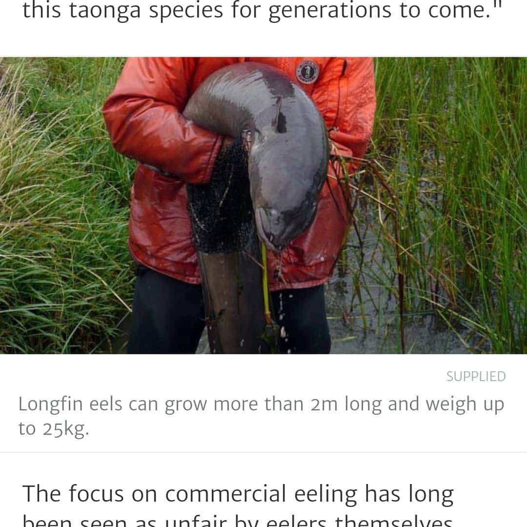 リーチマイケルのインスタグラム：「Some meke eels from NZ . ニュージーランドうなぎ🤙🏾」