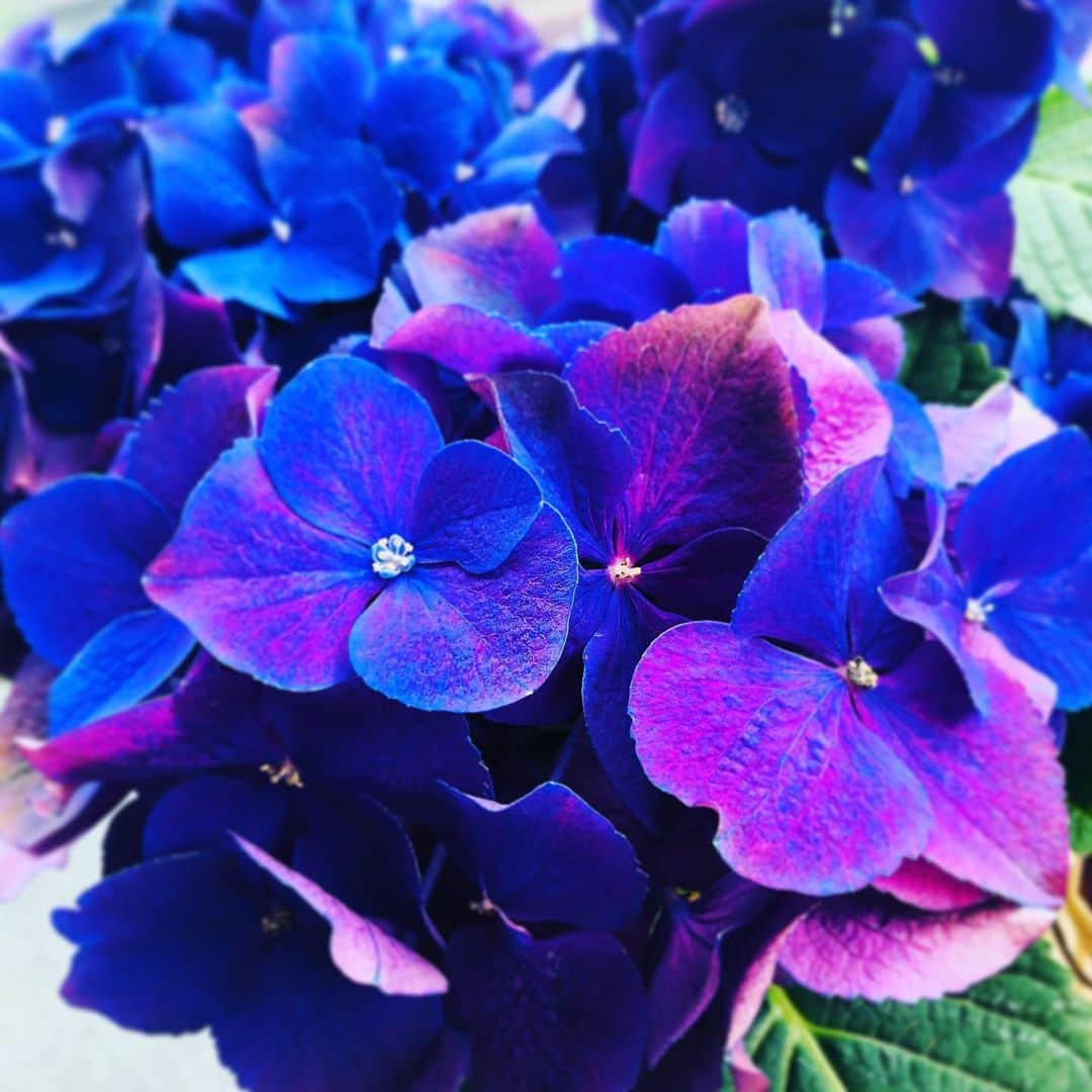 リンさんのインスタグラム写真 リンinstagram 祝い花 紫陽花 青紫 綺麗 お花のある