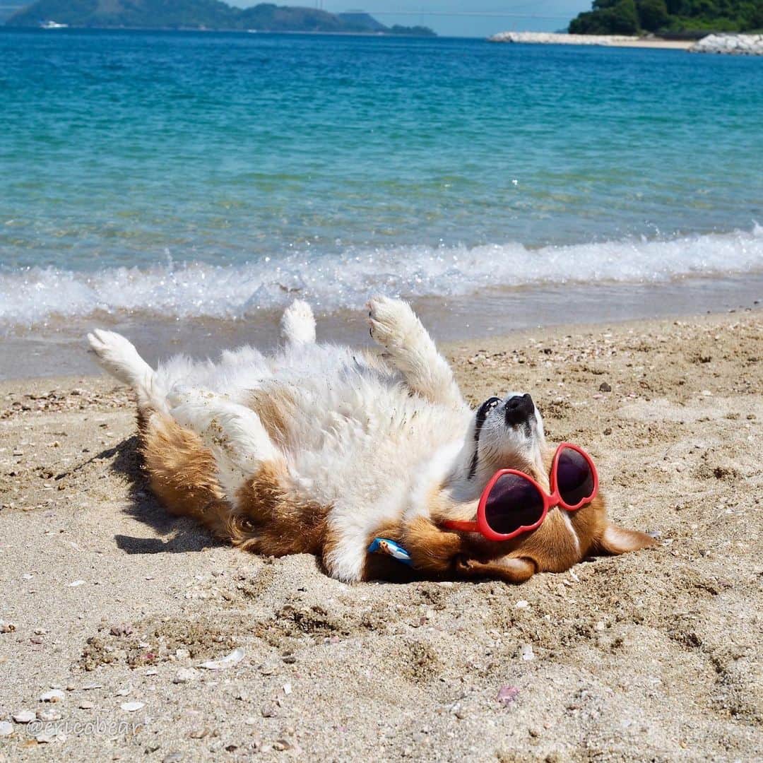 ericoのインスタグラム：「✩ そして くつろぎすぎる件 ✩ I was too relaxed at the beach with my mom.🐶💤 ✩ #寝ました #野生なら速攻狩られるタイプ #お腹まで日焼けしたいタイプ #海で寝るのが特技なタイプ ✩ #それいけ力丸くん #コーギー  #犬のいる暮らし#pembrokewelshcorgi  #corgistagram #barked #myfavcorgi #buzzfeed #corgisofinstagram  #dailyfluff #9gag #weeklyfluff #dogstagram #corgibutt」