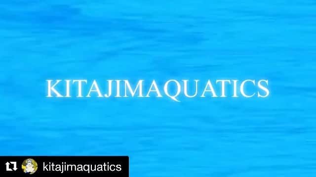 立石諒のインスタグラム：「Kitajima Aquatics のインスタライブに出ますのでぜひ！！ 僕の出番は今週の木曜日です！  #Repost @kitajimaquatics (@get_repost) ・・・ 【 KAT ✖️ Live Collaboration 】 ﻿ ﻿ ﻿ 皆さま、お待たせいたしました！﻿ ﻿ ——————————————————﻿—————— 🎙 KITAJIMAQUATICS ×  Live Collaboration #2 🔥﻿ ——————————————————﻿—————— ﻿  今回はどの選手とコラボするのでしょうか....﻿ ５月の #KITAJIMAQUATICS は﻿ まだまだノンストップでいきますよ〜っ🤩💫﻿ ﻿ ﻿ ﻿ ▼﻿ ▼﻿ ▼﻿ ﻿ ﻿ ⏰：15:00 〜 16:00﻿ ※変更になる場合はお知らせいたします。﻿ ﻿ ﻿ ▼﻿ ▼﻿ ▼﻿ ﻿ ﻿ 5月14日(木)  立石　諒さん @ryo.tateishi  5月17日(日)  宮下純一さん﻿ @junichi1017  5月22日(金) 松元克央選手﻿ @katsuhiro.matsumoto77  5月24日(日) 伊藤健太さん﻿ @kenta_1to  5月29日(金) 寺村美穂選手﻿ @teramipooo ﻿ . . and more...？﻿ ﻿ ▼﻿ ▼﻿ ▼﻿ ﻿ ﻿ それでは配信をお楽しみに...🙌❣️﻿ ﻿ ﻿ #kitajimaquatics #kosukekitajima #kosuke #kitajima #olympic #paralympic #games #medalist #swim #swimming #sports #traning  #youtube #kattv #kat_tv #instagramlive #live #collaboration #stayhome #stayathome #specialweek  #hometraming #2020 #🥇 #コロナに負けるな #5月はKITAJIMAQUATICSとともに #Instagramでお会いしましょう 🕊🌍」