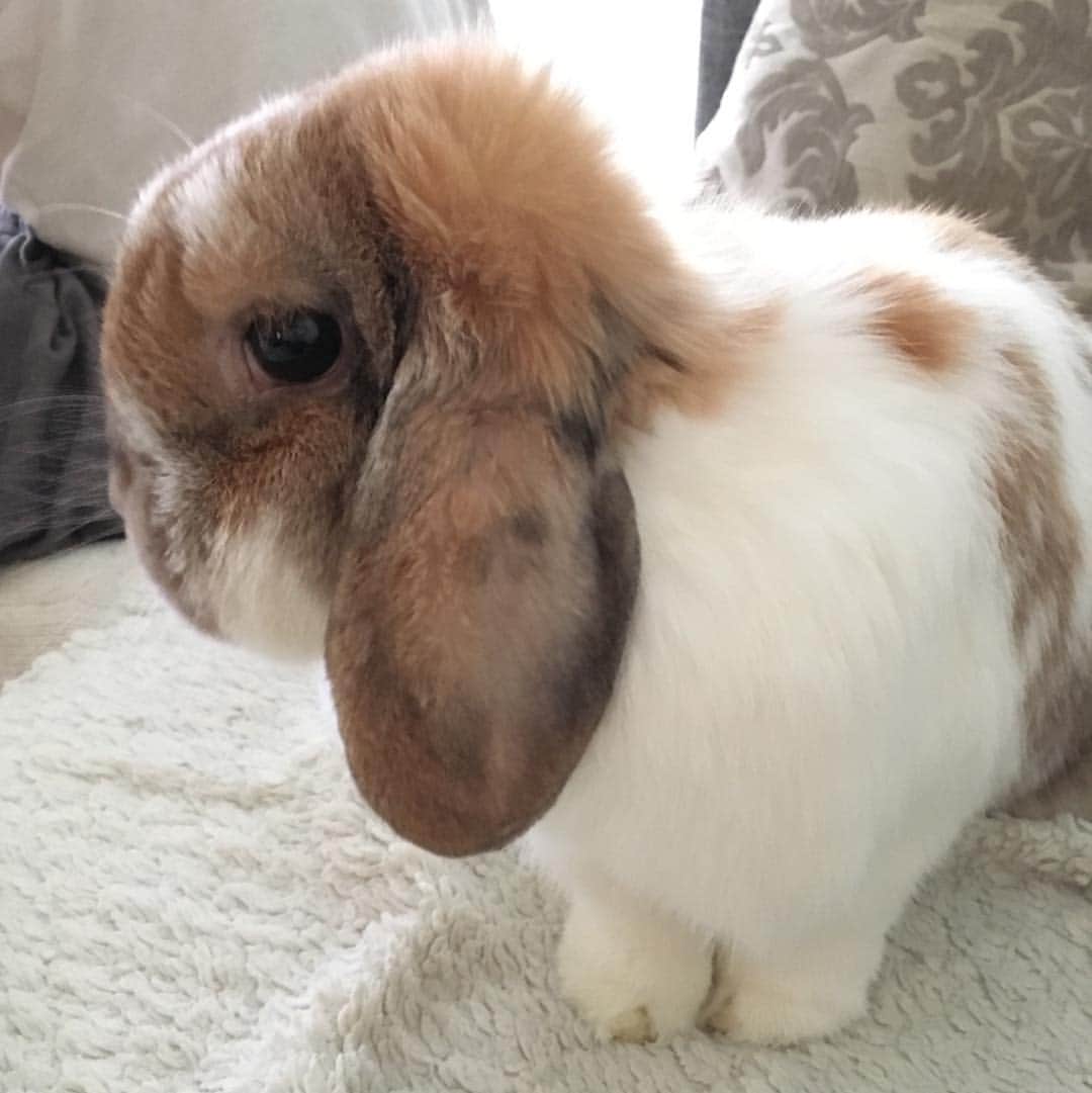 Marbee Moo, Olive & Taffyのインスタグラム：「Almost 11 years old and she still looks like a baby. Thanks for sharing stories of your senior pets in our previous post 💗😍. Senior animals are so special. . . . . . .  #houserabbit #bunnies #houserabbits #housebunnies #bunniesofinstagram #bunny #hollandlop #seniorpets #seniorrabbit #petsofinstagram #ellenshow #9gag #thedodo #pets #cute #rabbits #rescue #buzzfeedanimals #bunnymama #worriedpotato」