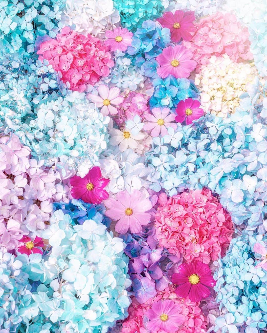 ももせゆきさんのインスタグラム写真 ももせゆきinstagram ギャラリーがお花で埋まって幸せ この写真お気に入りすぎて待ち受けにした So Happy 奈良 Ig Phos Japan Daytime View 絶景 はなまっぷ Genic Mag Instagram