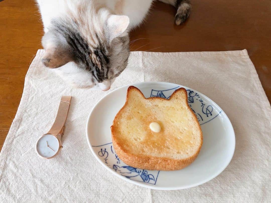 Natsukiのインスタグラム：「久しぶりにオープンしている近所のショッピングモールへ行ったら、ねこねこ食パンが焼きあがり♡ これは買って帰らなきゃねー(笑) 美味しかったです！バターなしでも十分かも？  もらえないとわかったしらすはお尻を向けてました笑笑  #ねこねこ食パン  #cat  #scottishfold  #猫のいる暮らし ※※※ ここからはPRです。  @mavenjapan 様より、素敵な時計をいただきました。バタバタしていてほとんど投稿できなくなっていた時期だったので、だいぶ遅くなってしまったのですが、ご紹介させてください。  カジュアルな時計が多い中で、この時計はスーツやフォーマルの時にもバッチリ。私もスーツでお仕事の時には使わせていただいてます(^^) クーポンコード[milky1011]で、10%offになりますのでぜひ。  #mavenwatches #マベン #マベンウォッチズ #腕時計 #時計 #手元倶楽部」