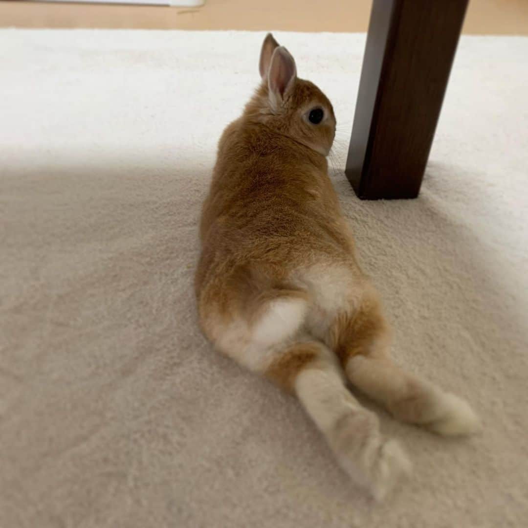 koume_chan__のインスタグラム：「. お疲れさん。 . . . #うさぎ #うさぎさん #ふわもこ部  #ネザーランドドワーフ #ネザーランド #netherlandsdwarf  #rabbit #rabbitstagram  #rabbitlove #rabbitlovers #うさぎのいる暮らし #ペット #instagood #instafashion #instapet  #rabbitlove」