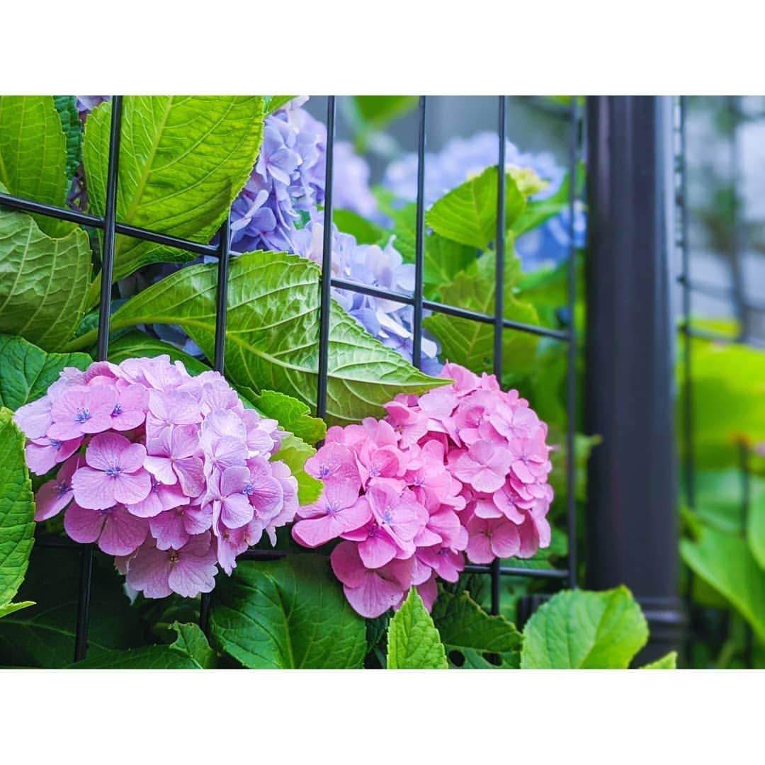 片瀬美月さんのインスタグラム写真 - (片瀬美月Instagram)「🌺🌼🌸 * * * おうちの近くに咲いてた紫陽花がとっても綺麗だったよ〜(⑅•ᴗ•⑅)°♡ * * What a beautiful hydrangea ! * * * 🌺🌼🌸 #あじさい  #紫陽花  #hydrangea  #flowers」6月24日 15時26分 - miduki_cat