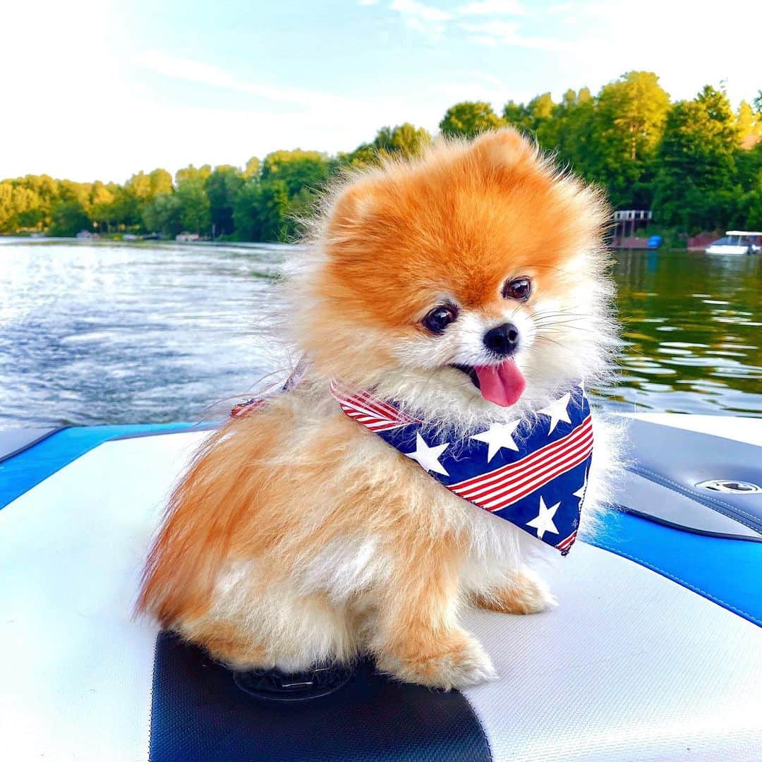 Monique&Gingerのインスタグラム：「My little patriotic pup wishing everyone a happy 4th!❤️🤍💙✨🇺🇸」