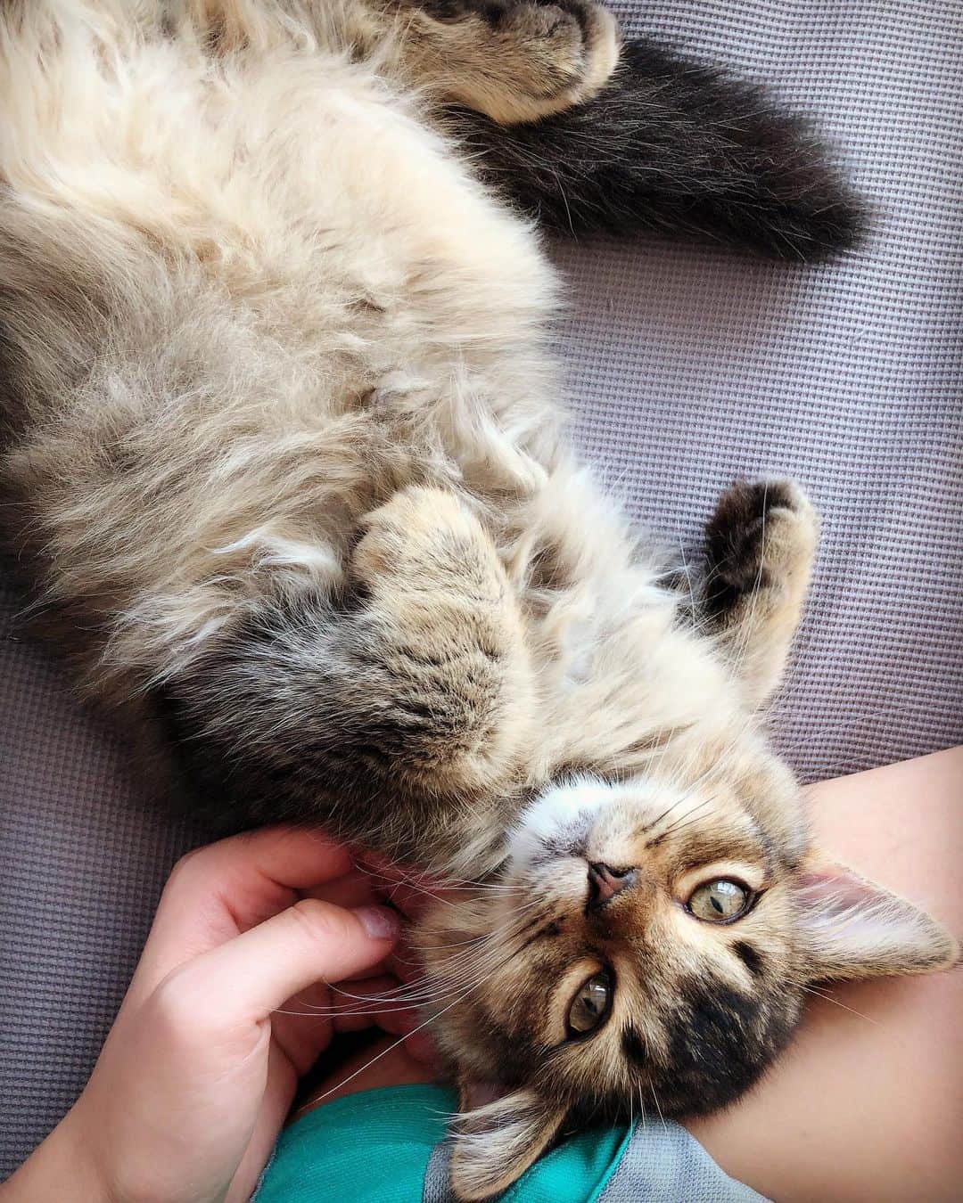 井澤詩織さんのインスタグラム写真 井澤詩織instagram 膝枕大好き猫 サイベリアン ちびた