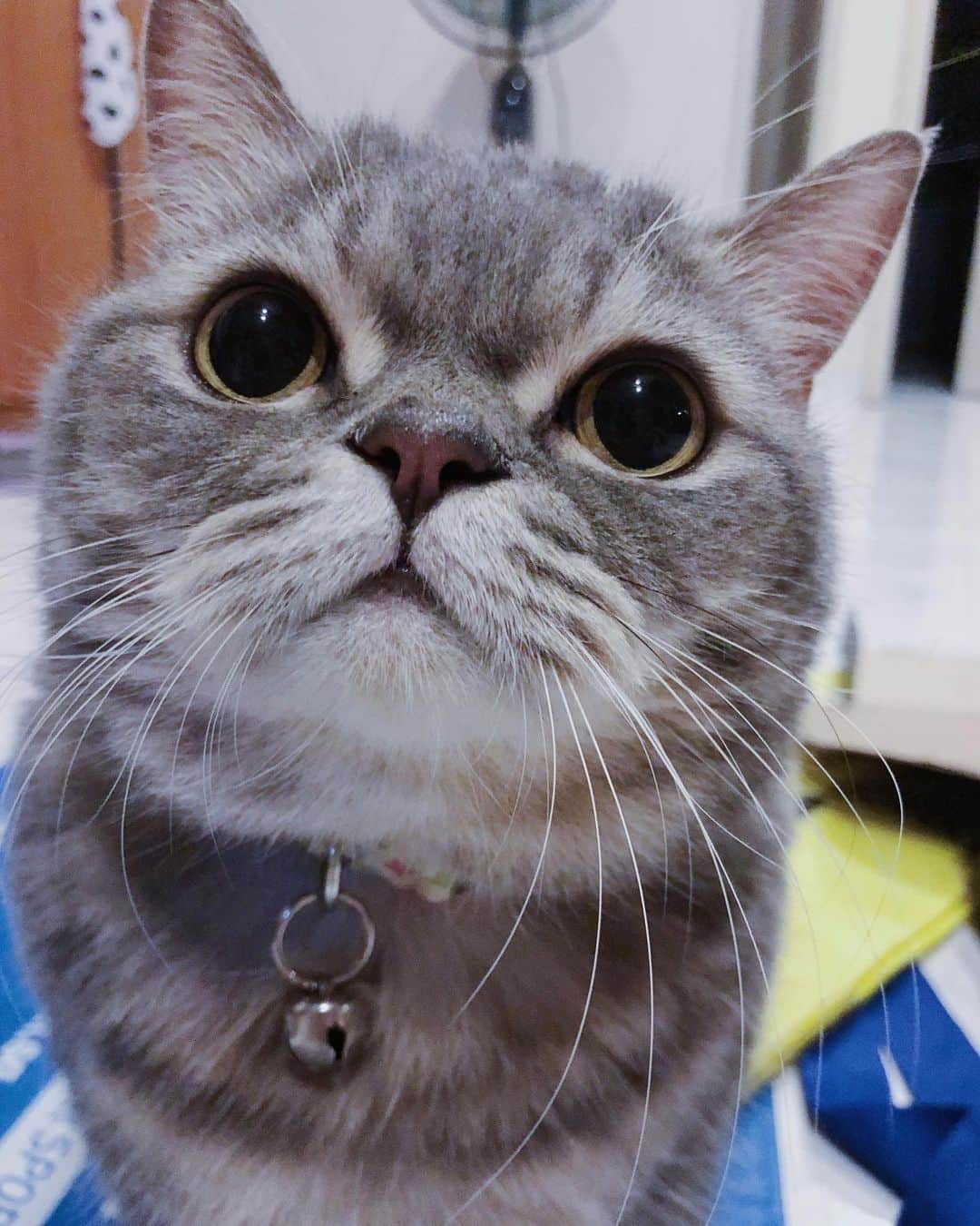 Pancakeのインスタグラム：「🙃 do you see what i see? 👀 #munchkincat #munchkincats #sgcats #sgpets #cats #catsofinstagram #cats_of_instagram #猫 #ねこ #マンチカン #まんちかん短足 #まんちかん」