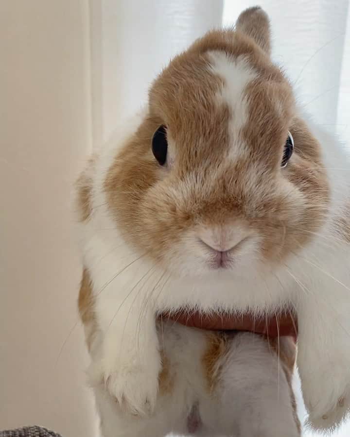 BUNNY?TUNA? のインスタグラム：「. おはようツナ🐟 朝の掃除の合間に🤳 ぬいぐるみみたい😅 . #朝掃除#ぬいぐるみ #ネザーランドドワーフ#ツナ#TUNA#うさぎ#ふわもこ部#うさぎ部#うさぎのしっぽ#ペット#netherlanddwarf#bunnystagram#rabbit#lapin#cutebunny#bunnylove#bunnies#pet#petgram#rabbitstagram#japan#kawaii#weeklyfluff#cutepetclub#instapets#instabunnies#animallovers」