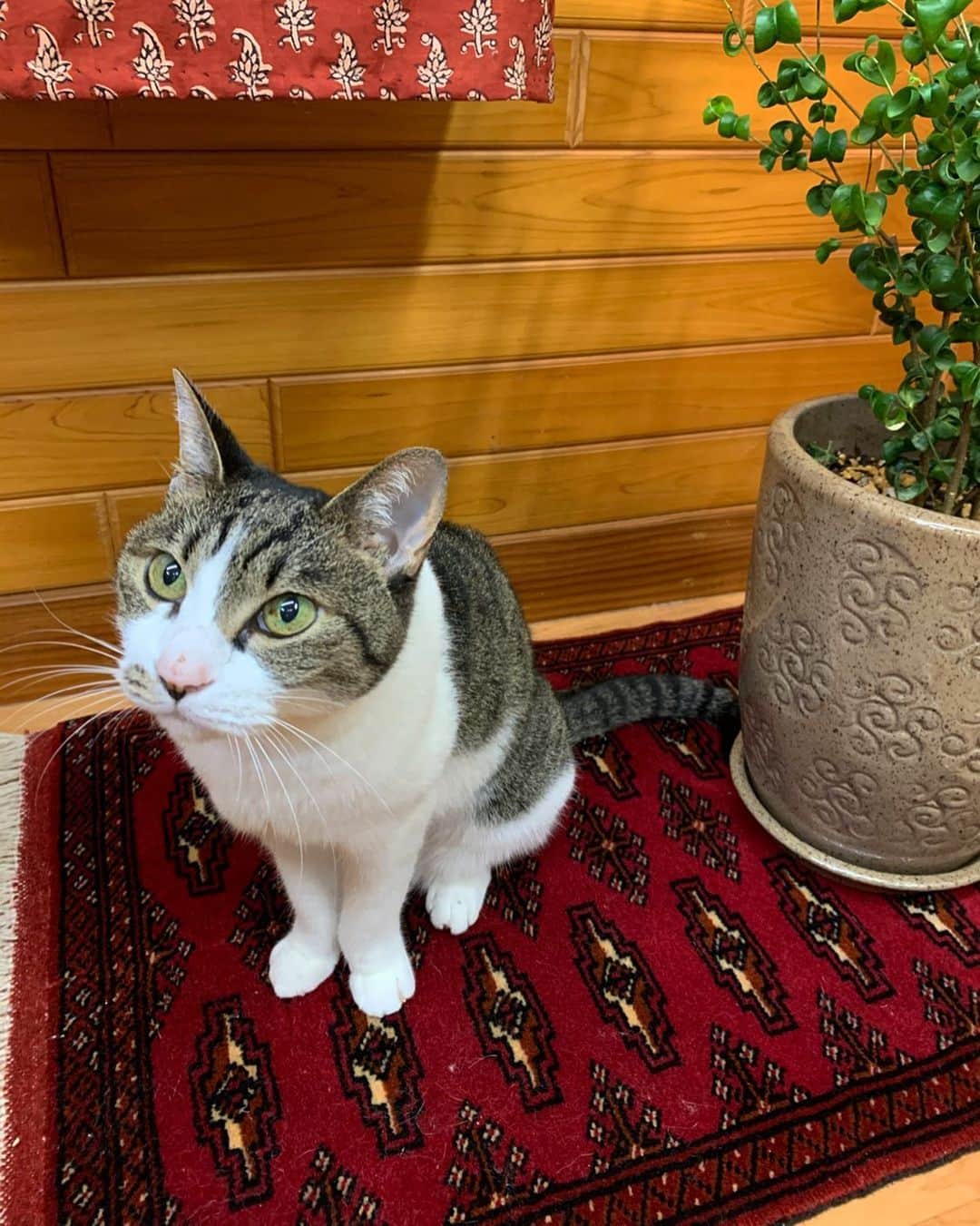 りっこ さんのインスタグラム写真 りっこ Instagram Usako 少し前に お迎えした トルクメン うさこ がよくこの場所に 快適な場所を見つけるのが得意な猫 納得です トライバルラグ Tribalrug ヴィンテージラグ Vintagrug