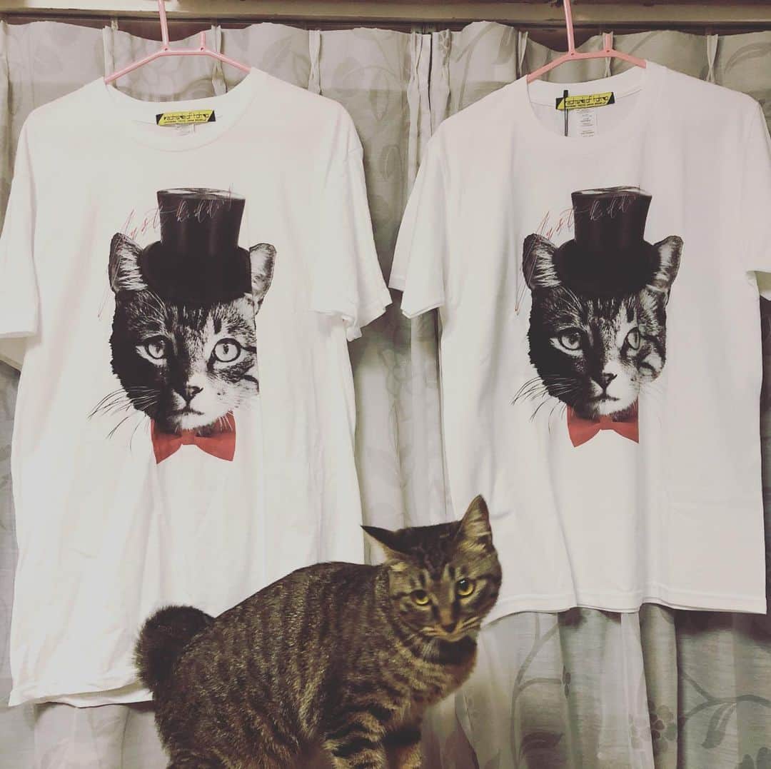 菊地優志のインスタグラム：「この間、セフィロティック・ツリーさんで我が家の猫「夢ちゃん」にそっくりなTシャツを買い着ていたらマイワイフも欲しそうな感じでしたので、ワイフ用のTシャツも買いました\(//∇//)\  そしてリアル夢ちゃんと撮影しました( ◠‿◠ )  夢ちゃんも似てると思っているのか不思議そうに眺めてました☆」