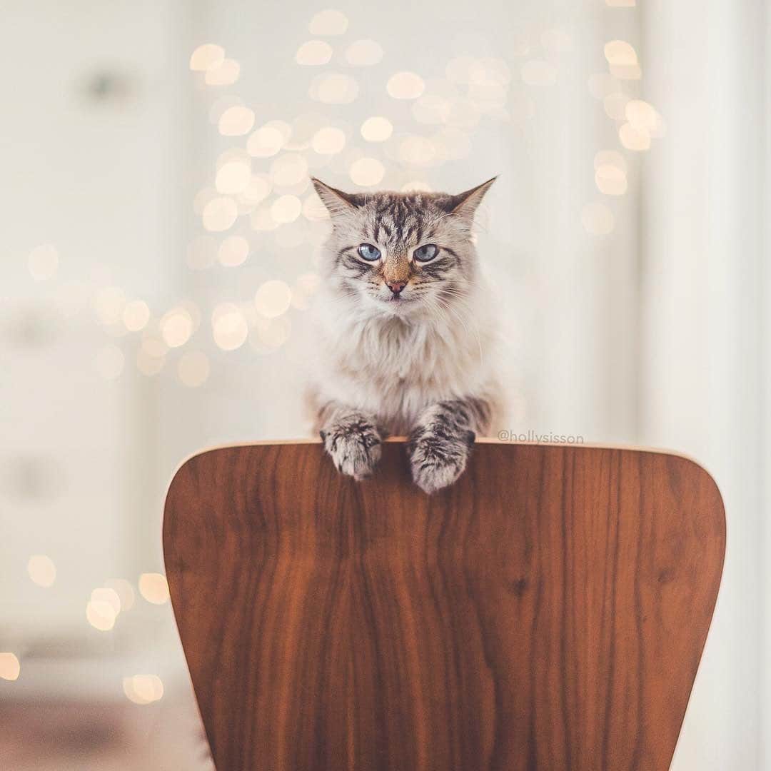 Holly Sissonのインスタグラム：「This is my funny face 😹 (Selling the camera I shot this with, contact me via my bio if interested!) #Toronto #cat #pet #Siberian (See more of Alice, Finnegan, and Oliver, on @pitterpatterfurryfeet) ~ Canon 1D X MkII + 85 f1.2L II @ f1.2  See my bio for full camera equipment information plus info on how I process my images. 😊」