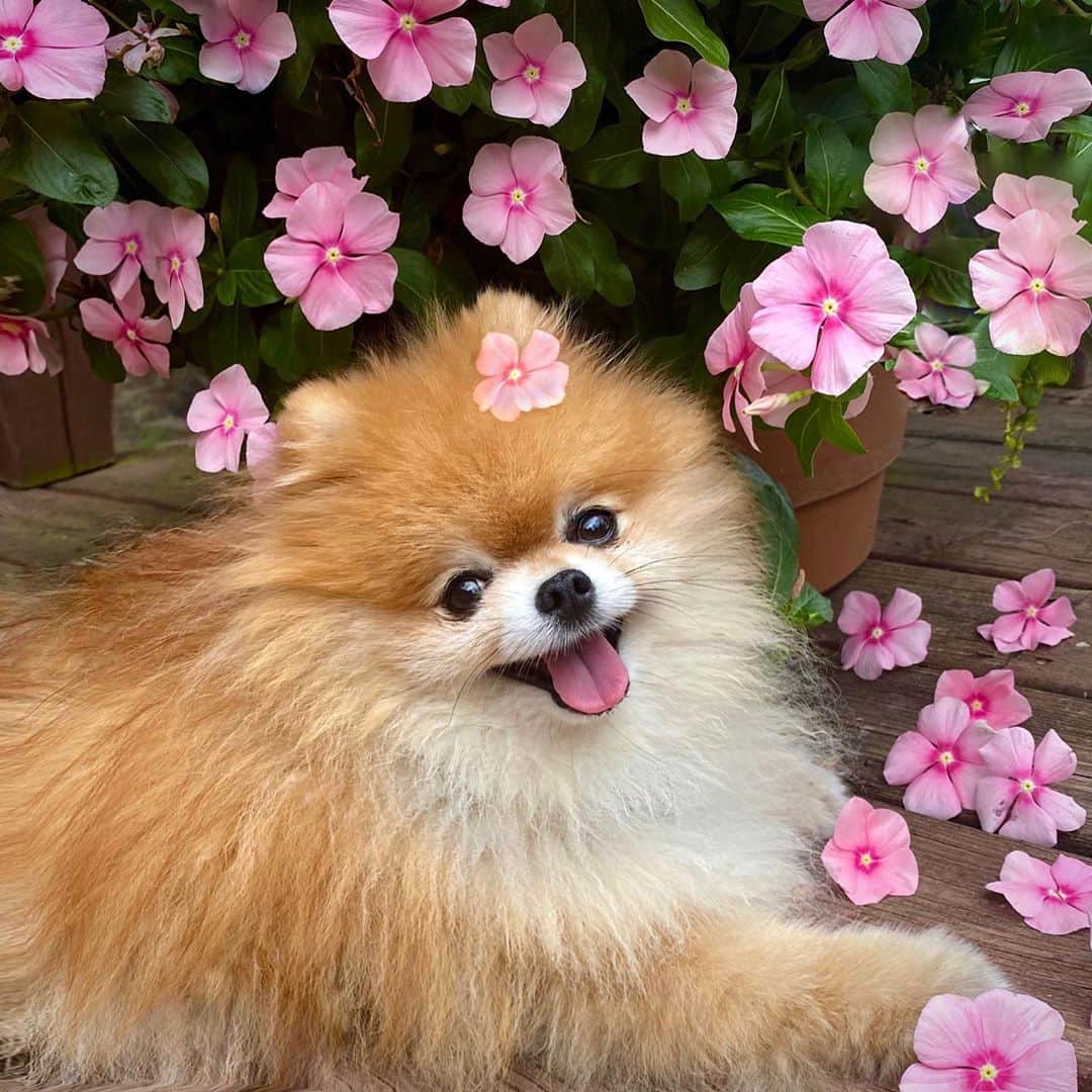 Monique&Gingerのインスタグラム：「Happy National Dog Day to my sweet little flower girl🌸🌿Hope this finds everyone doing well🥰Sorry we’ve been away from IG lately. Ginger’s Alopecia X has come back😢The front of her is fluffy as ever but she’s lost most of the fur on her hind legs and buttocks and tail and for some reason her skin is very sensitive in those areas. The Dermagic shampoo and oral melatonin that helped before doesn’t seem to be working this time🤔I know this is a common condition in pomeranians and would appreciate any suggestions anyone has of treatments you’veused that have helped. Thank you so much🙏🏻💕Miss you all💖」