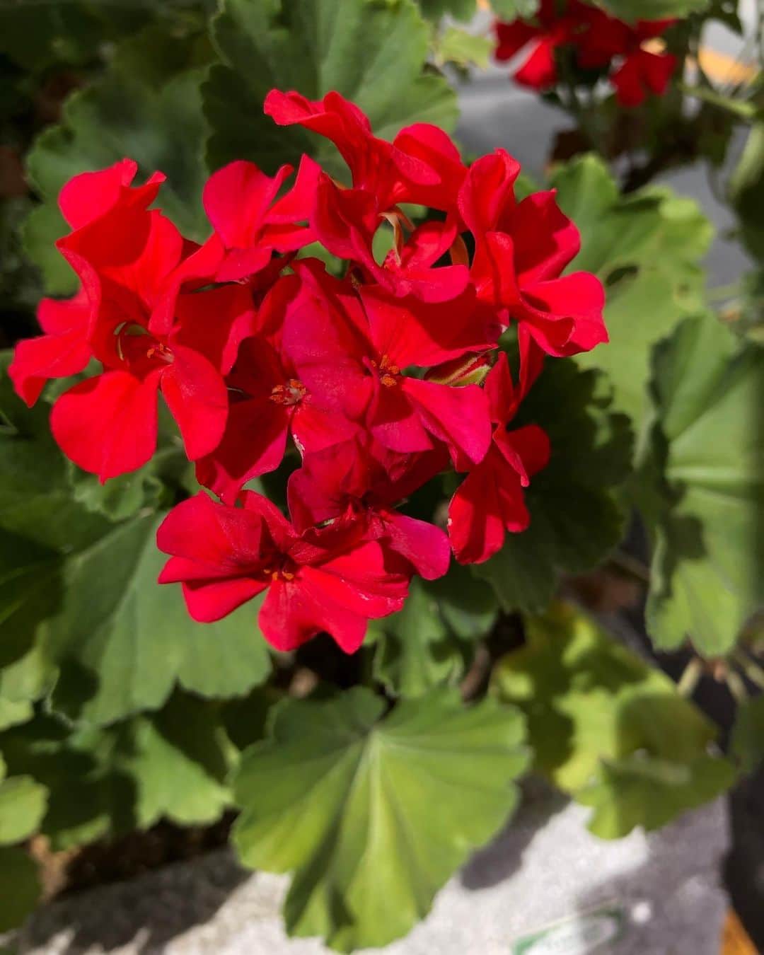 竹川美子さんのインスタグラム写真 竹川美子instagram 赤いゼラニウムの花 赤い