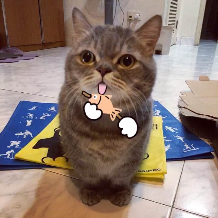 Pancakeのインスタグラム：「🐟 i am amused 😝 #cats #catstagram #catsoninstagram #catsofinstagram #sgcats #pets #petlovers #pancake #petstagram #instagramcats #munchkincats #neko #ねこ #マンチカン #まんちかん短足」