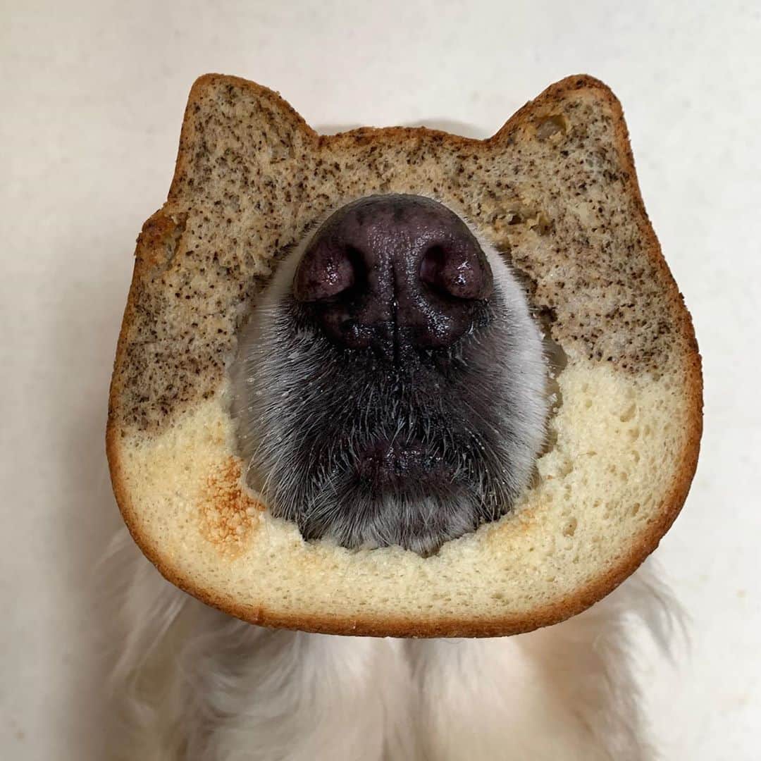 P太郎ママさんのインスタグラム写真 P太郎ママinstagram ネコなのか イヌなのか ねこねこ食パン あまりに可愛いパンなので あまりに可愛い んん 犬にはめてみた けど くり抜いた外も内も 食べたのは ままーン だってけっこうなお値段だし 犬は