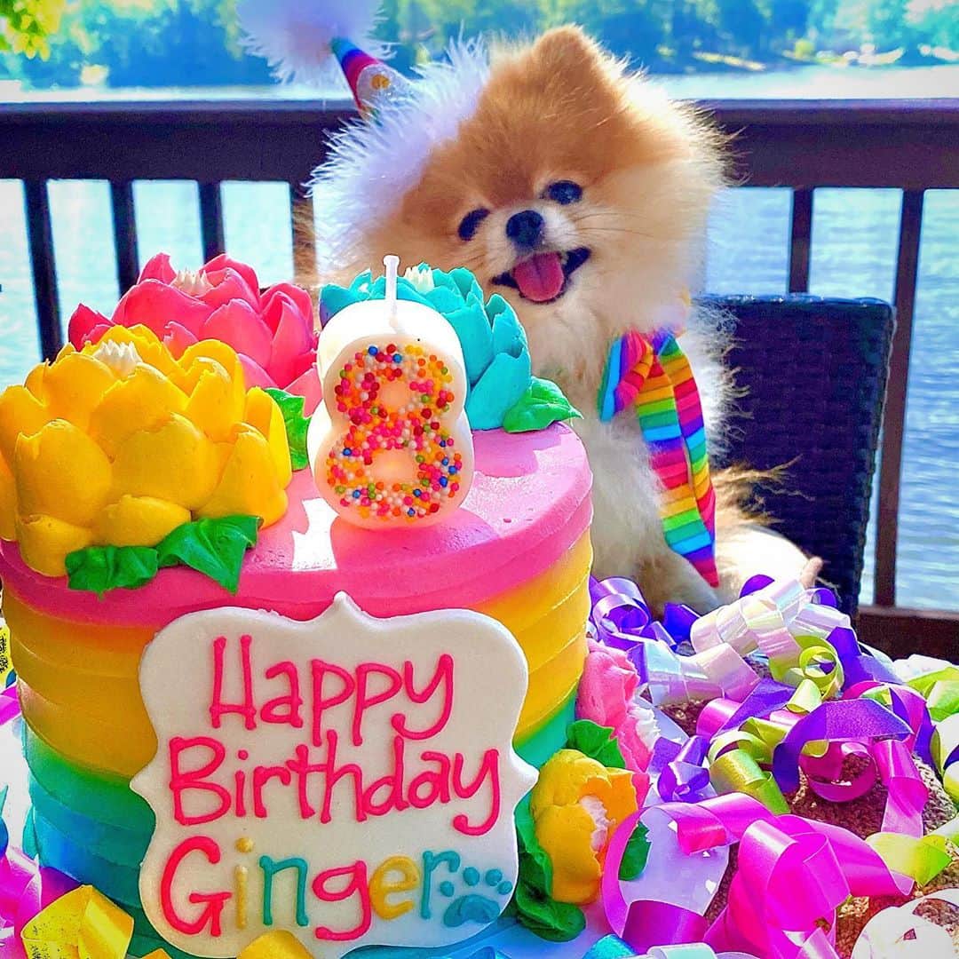 Monique&Gingerのインスタグラム：「Ginger’s 8th Bday rainbow cake was just beyond awesome🎂🌈it totally deserves its own post! 🍰📸🤣Human & doggy approved👌🏻🐾So pretty and delicious too!💞😋@whiteflowercakeshoppe Also please join us in wishing our dear sweet little Hawaiian BFF Lilikoi 🌸 @lilikoi_rella a very Happy 17th Birthday🥳Can you believe she’s 17? Looking absolutely gorgeous girlfriend🐶💝✨」