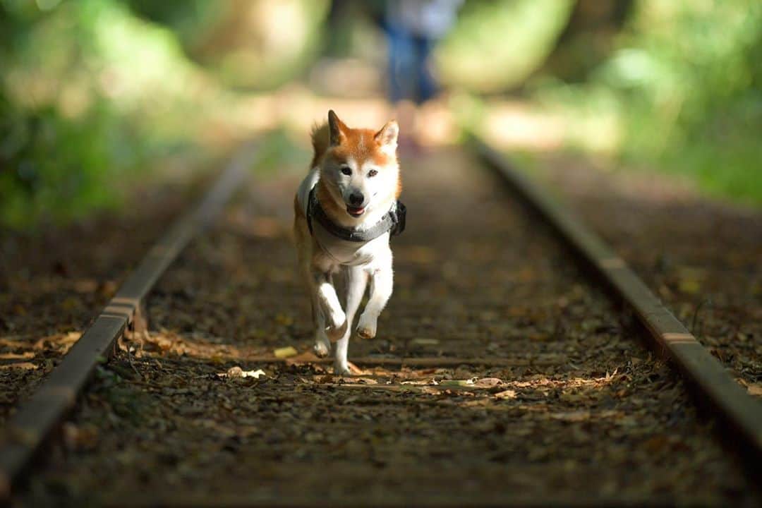 BlackRed shibasのインスタグラム：「Musashi run slowly! . むさし〜 ゆっくりでいいよ！ . . . #neneandmusashi2019 #igersjp #instagramersjapan #shibainu #shiba #柴犬 #しばいぬ #dog #nikon #instadog #nikond5 #300mm #ニコン #日本犬 #light_nikon #toyota_dog #happy #lovely #cute」