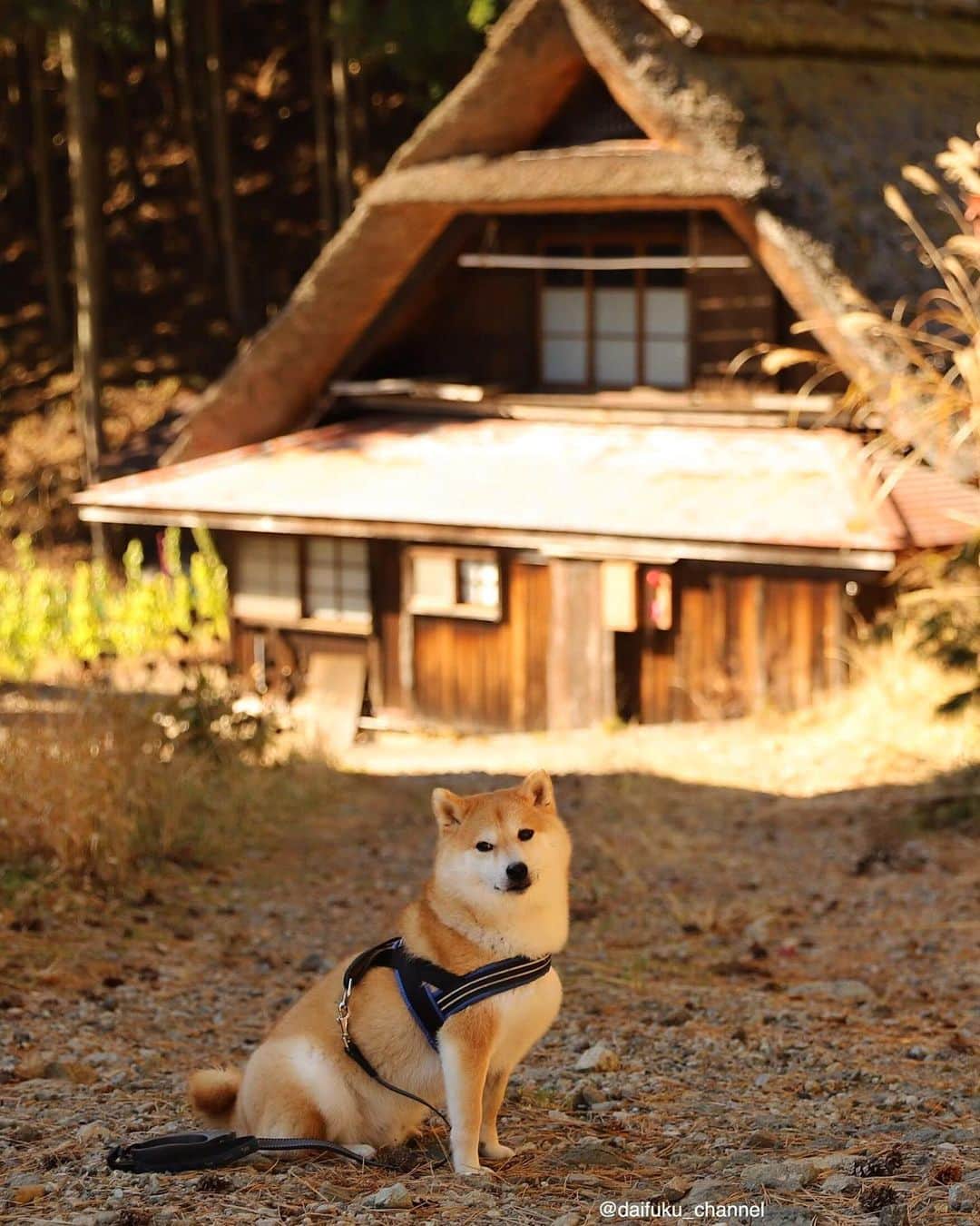 だいふくのインスタグラム：「秋ですねー、だいふくも GOTOで11月はどこかに行ってみようかしら🐶❤️ やっぱり京都かな⛩ see you tomorrow⭐️ #gotoトラベル」
