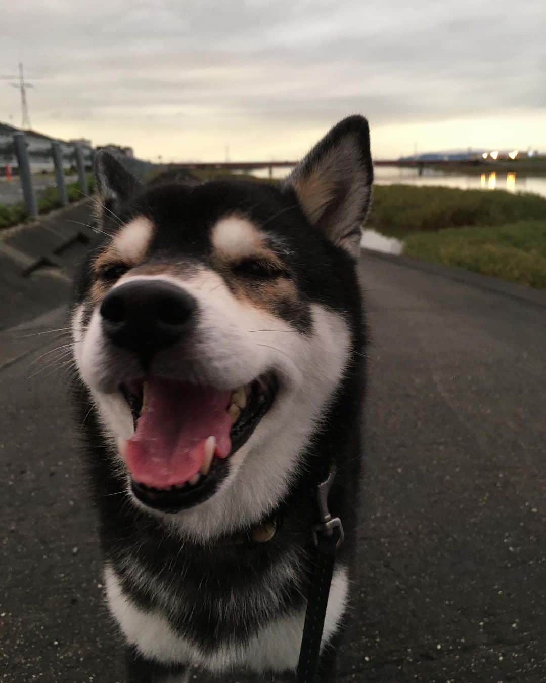 しんたのインスタグラム：「マロン地方、やっと☔️止んでお散歩出来たよぅ😊 マロンさん、家出るなり💩… 良かった良かった…☺️ ・ #わんだふるjapan#犬バカ部 #いぬら部#ふわもこ部#わんこ #マロン#犬がいる暮らし#柴犬 #日本犬#黒柴 #dog#japanesedog#shibainu」