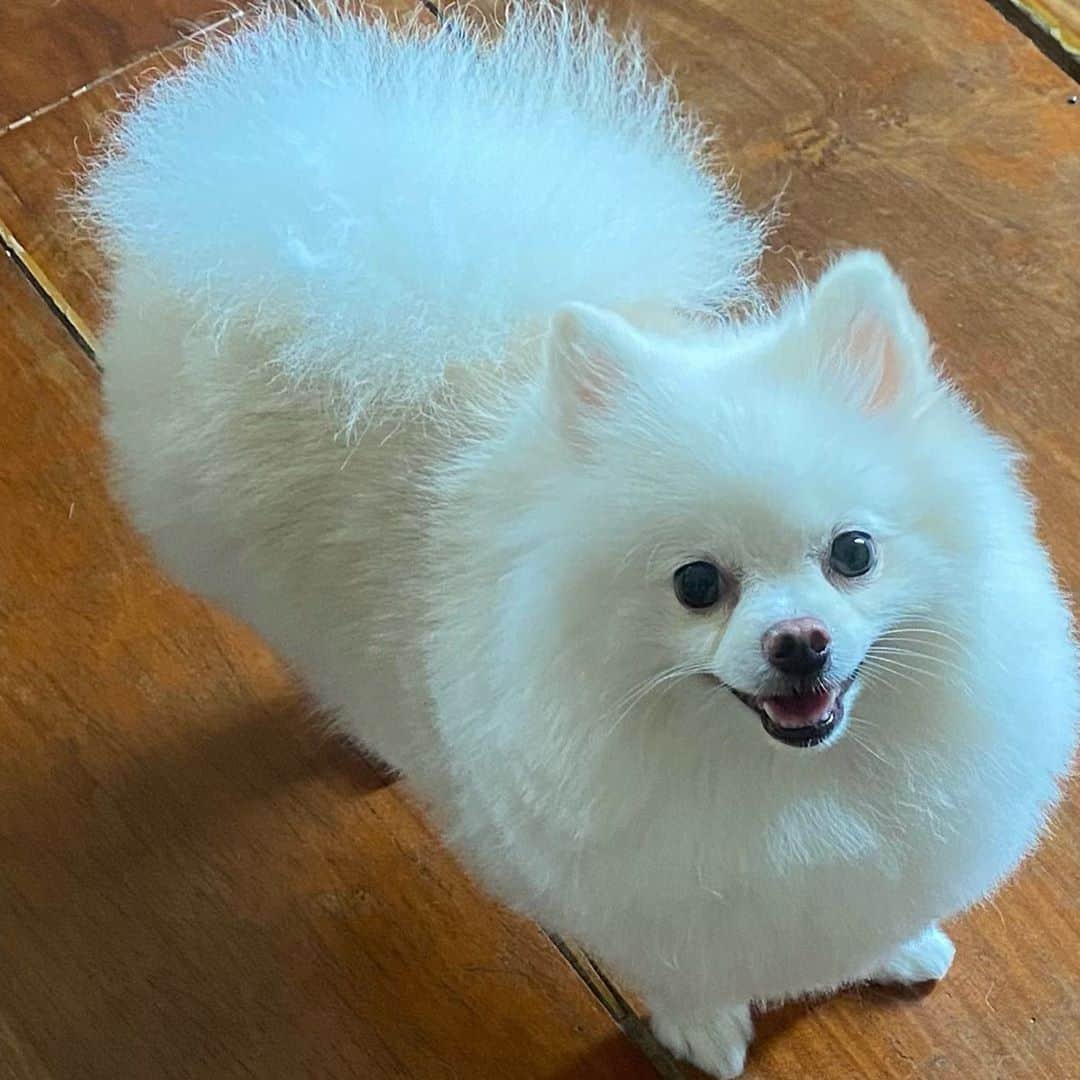 JEWELのインスタグラム：「Pancake got a haircut from mommy she was going for round chic pom but I don’t know what happened.🤣🤣🤣 I suggested to pancake we should fire mom but who will feed us if we did that.🙂🐾🐶 #sorry #itwillgrowback #pomeranian #dogsofinstagram #weeklyfluff #pomeraniansofinstagram」