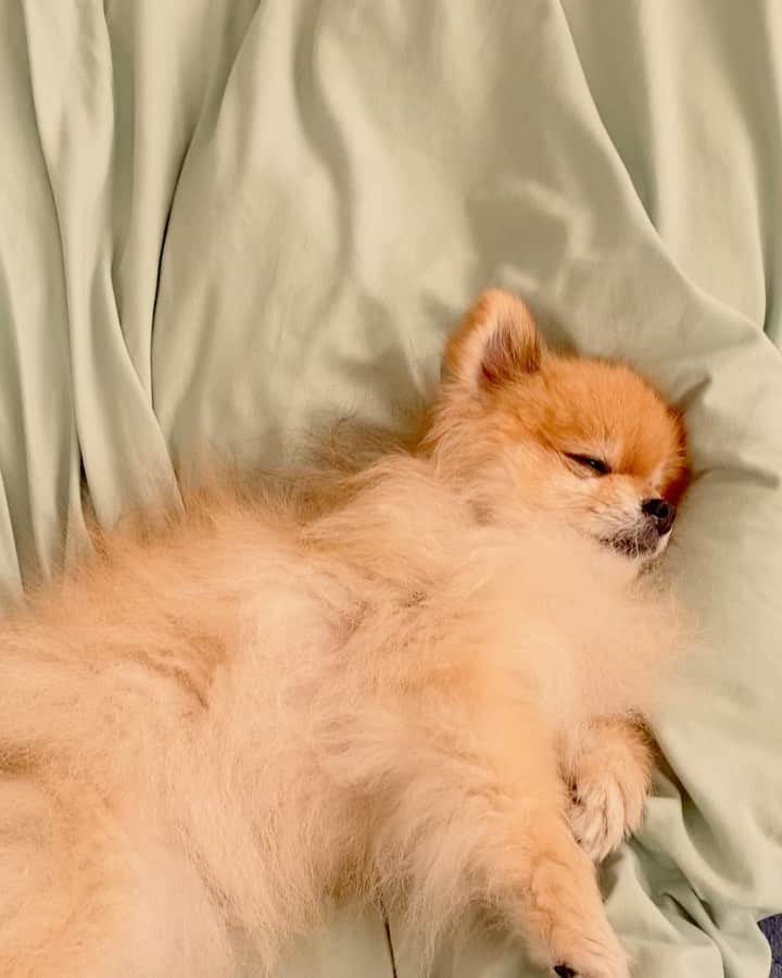 RIO POMEのインスタグラム：「寝てるんだよー。 眠いんだよー。 撮ってるんじゃあないよー。  おはようございます☀  トリミングなかなかいけず。 ポメラニアンらしくモフモフでいることに決めた最近のリオのあだ名は…  ケムシ😑  怒っていいぞ❗️リオ🐶  今日は土曜日✨  ママさんはあいかわらずのお仕事😢 がんばろっ✊  #ポメラニアン #pomeranian  #犬 #dog #dogstagram#doglover #愛犬 #わんこ #ポメラニアン大好き #ポメラニアンが世界一可愛い #pom #ぽめらにあん #ポメ#pomeraniansofinstagram  #pomeranianlove #ふわもこ部 #いぬバカ部 #癒しわんこ#instapic#pomstagram #puppy #dogsofinstagram #cute#cutedog」