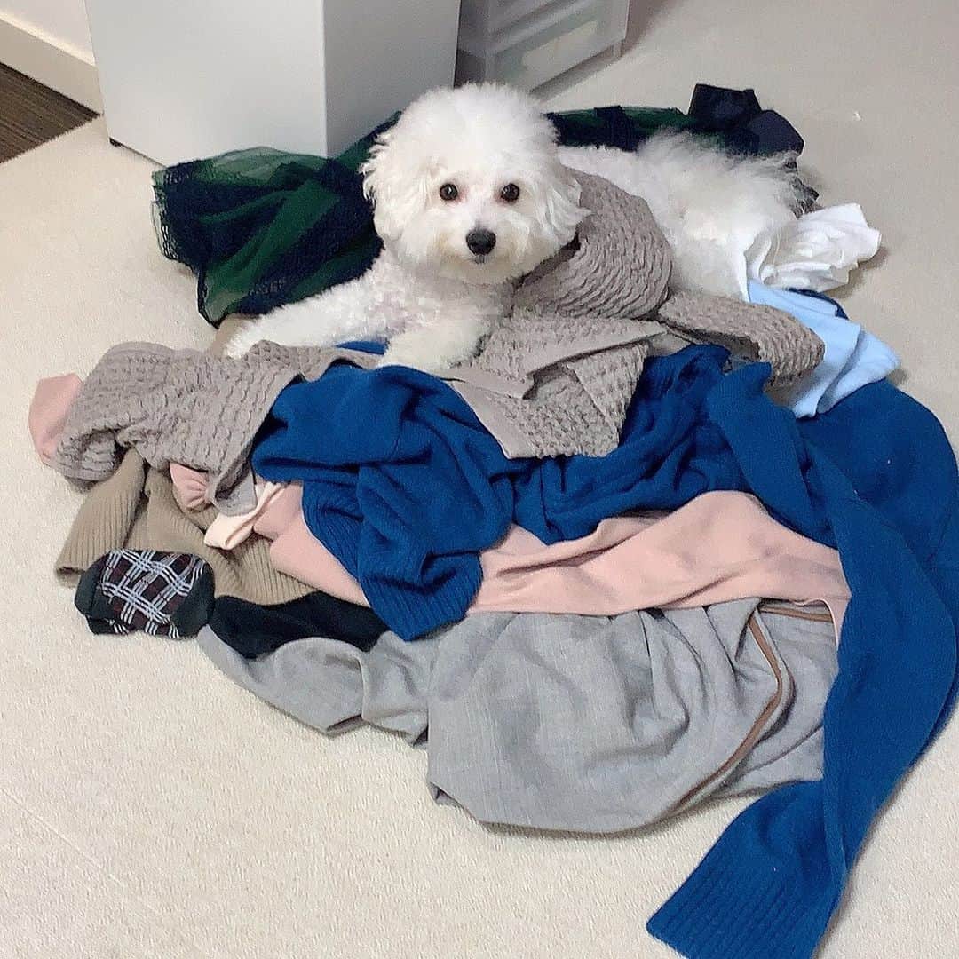 ハナマサのインスタグラム：「洗濯しようと持っていこうと思った服にダイブして匂いつけまくる変態犬はこちらです🐕  白目見えてチラッとこっちみてる顔好きなんだよなぁ  #hanamasagram #ビションフリーゼ　#チラ見」