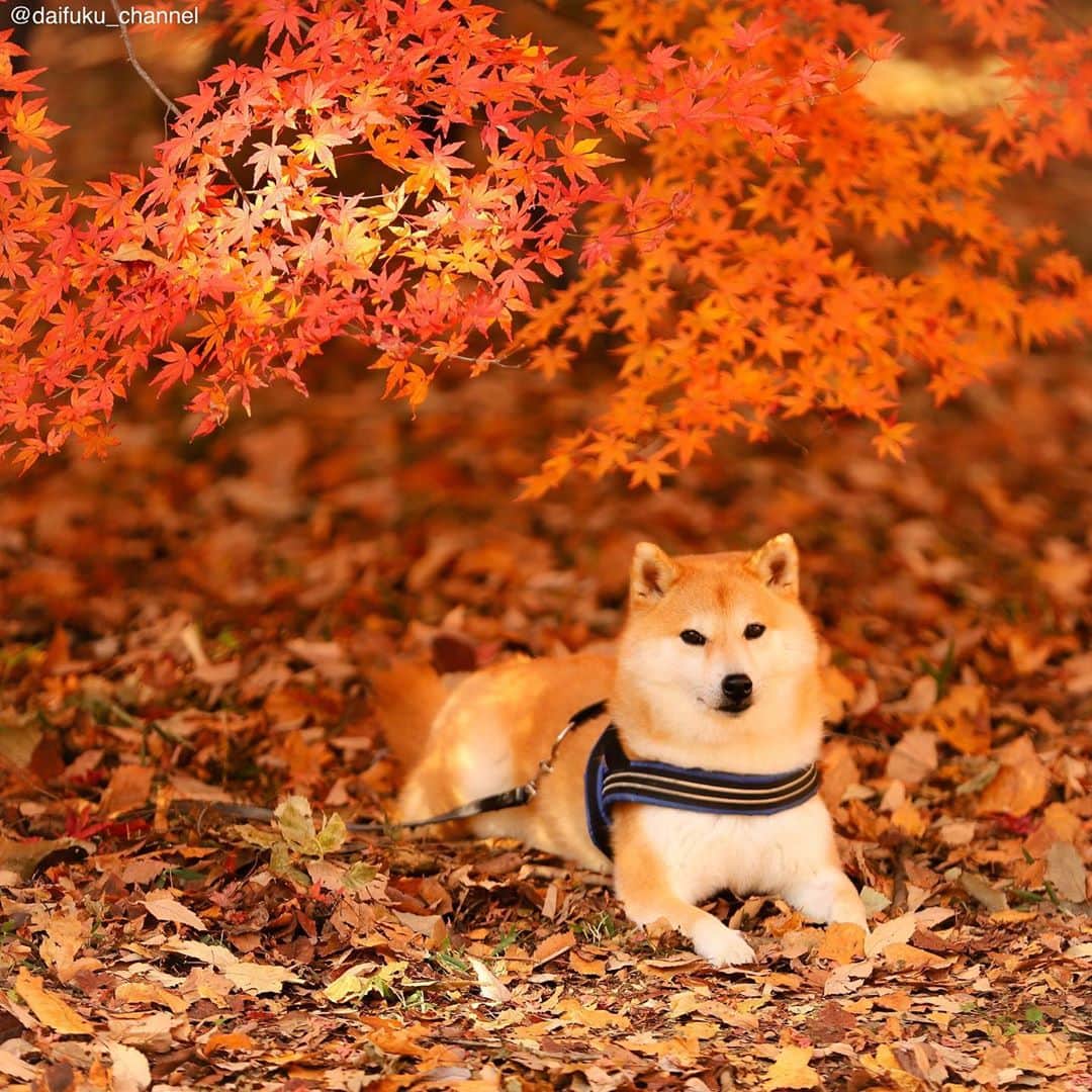 だいふくのインスタグラム：「ただただ紅葉を堪能する、全集中で🐶🍁　Autumn leaves are beautiful🍁✨ #紅葉　#全集中　#autumn」