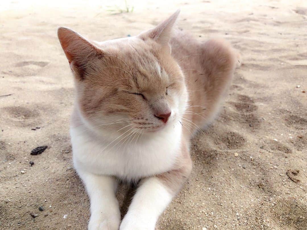 碓井将大さんのインスタグラム写真 - (碓井将大Instagram)「沖縄にお邪魔してきました！ ここの猫は人に慣れてて可愛くて癒される😸  #猫 #沖縄の猫」11月7日 23時42分 - masahiro_usui1203