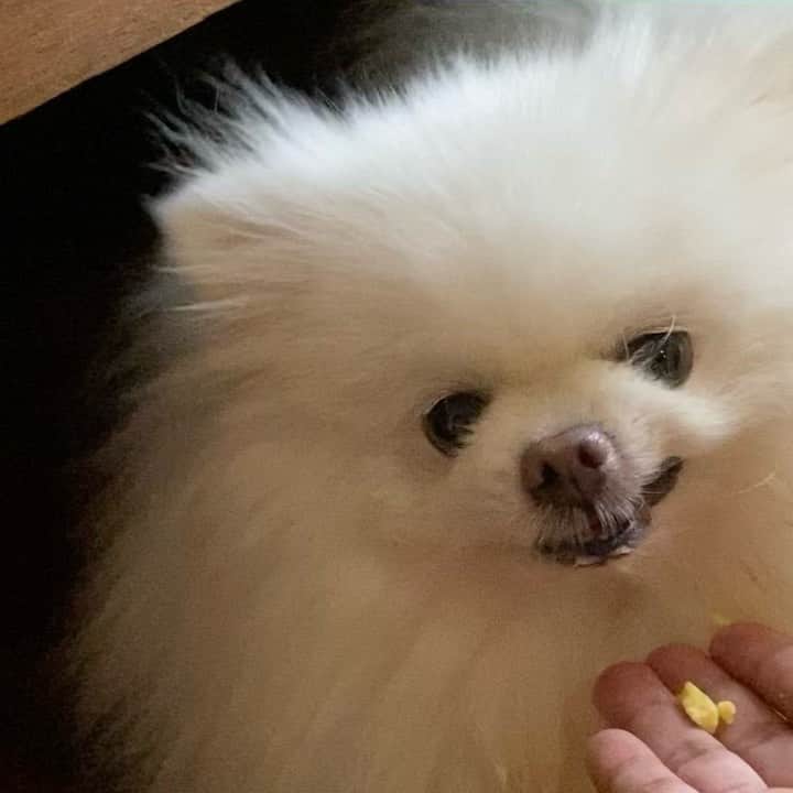 JEWELのインスタグラム：「Sunday treats! This is pumpkin based biscuits mom bought online and I am inlove with it.❤️🐾🍪 #dogsofinstagram #weeklyfluff #fluffy #pomeranin #dogstagram」