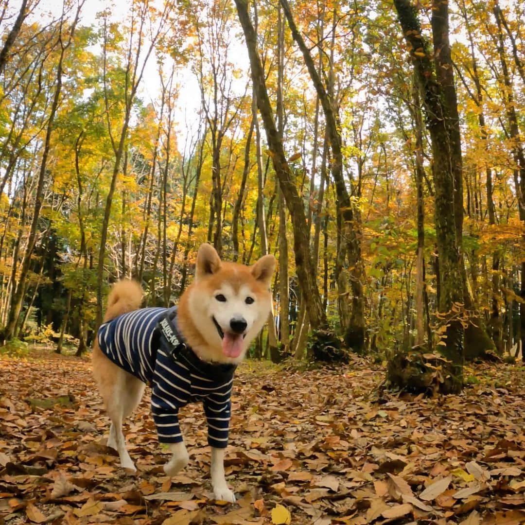 BlackRed shibasのインスタグラム：「Good smile! Musashi! 少しだけだけど笑顔を見れました。 #奥琵琶湖キャンプ場  . @gopro @goprojp  . #GoProJP #neneandmusashi2020 #GoPro #ゴープロ #shiba #shibinu #柴犬 #しばいぬ #japan #gopropets #lovely #cute #goprodog #goproのある生活 #happy #gopropets #besomedoggy #doggo #hero9 #goprodogsquad #柴犬ライフ #dog  #beutiful」