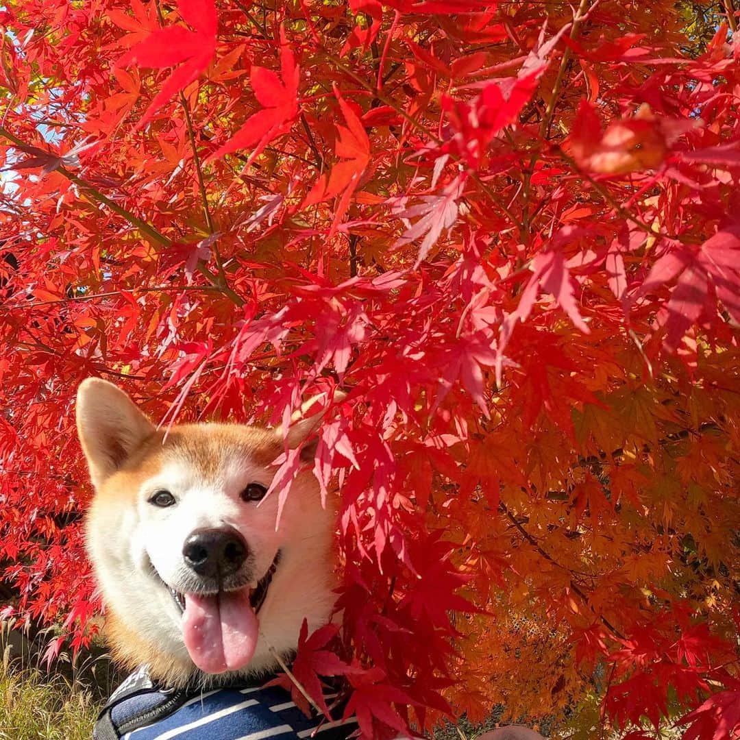 BlackRed shibasのインスタグラム：「Smile! Musashi! Don't forget to smile. .  奥琵琶湖キャンプ場の紅葉🍁 . @goprojp @gopro #goprohero9  . #GoProJP #neneandmusashi2020 #GoPro #ゴープロ #shiba #shibinu #柴犬 #しばいぬ #japan #gopropets #lovely #cute #goprodog #goproのある生活 #happy #gopropets #besomedoggy #doggo #hero9 #goprodogsquad #柴犬ライフ #dog  #beutiful #smile #もみじ #紅葉 #奥琵琶湖キャンプ場」
