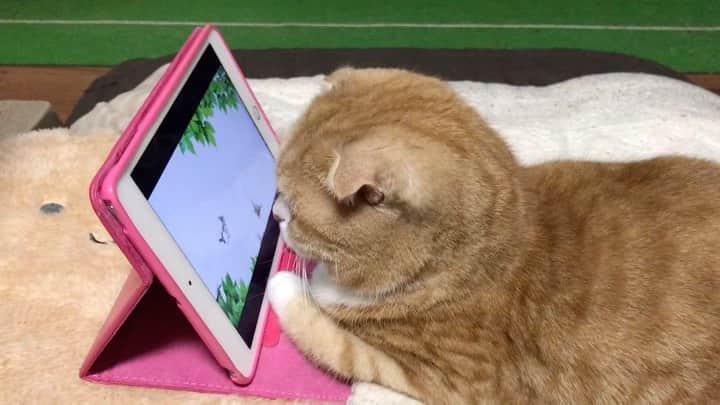かんちゃんのインスタグラム：「． ． 食後に　猫用YouTube楽しんでますにゃ😽🐾 ． ． #スコティッシュフォールド #猫  #cat  #cats #ねこ #ネコ #札幌 #sapporo」