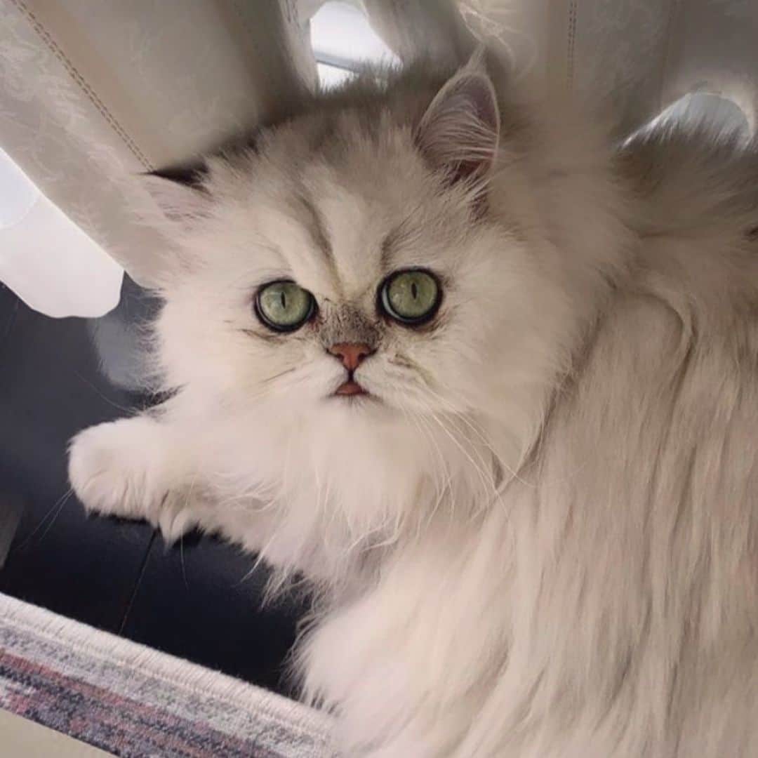 BeBeのインスタグラム：「きゃわいい🤍🤍🤍　#cat #meow #kitty #catsofinstagram #kittycat #kittensofinstagram #ilovecat #hubcat #persiancat #CATLIFE #ねこ #eyes #adorable #猫　#ねこのいる生活  #photooftheday #instacat」