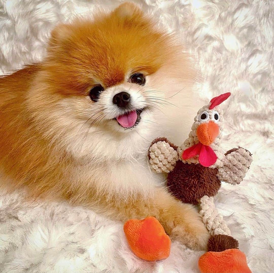 Monique&Gingerのインスタグラム：「Happy Thanksgiving🧡from my sweet little butterball!🦃Ginger and I are so thankful for all of you, our IG family🤗We appreciate you following us and liking & commenting on our posts🙏🏻We know how hard this pandemic has been on so many😪We hope everyone stays healthy and safe until it’s all over🙌🏻」