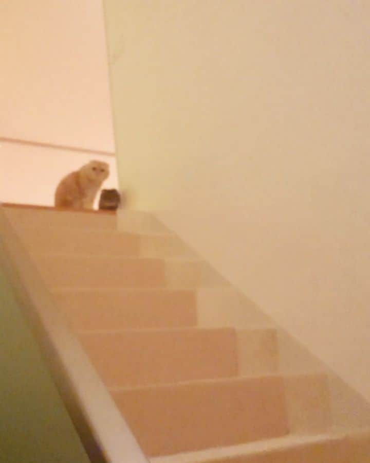 猫山田 Ａ. きなこのインスタグラム：「🐾 階段で「だるまさんがこ～ろんだ」 🐾 "Red light, Green light , One, Two, Three!" On the stairs. 🐾 #きなこなの だるまさんがころんだ ネクストレベルに挑戦なの 階段バージョンはＥ難易度なのなの とろろはおデブのくせに筋肉自慢だから 自慢気に見せつけてくるなの だるまさんがころんだは きなこの得意技だから余裕なのに 重力であんよが一歩出ちゃったけど ピタッと止まってみせたなの きなこルールではギリギリセーフなの セーフだよね？ねっ！ 🐾 #ママしゃんです どー見てもアウトなの 肉団子ちゃん鍛え直し！ と思ったらアジトにこもった！ 🐾 #にゃんすたぐらむ #ねこ部 #ねこすたぐらむ #にゃんだふるらいふ #ピクネコ #picneko #みんねこ #ペコねこ部 #ねこのいる生活 #catsofinstagram #catstagram #catlover #ilovemycat #catloversclub #catsofworld #catsofday #meowed #bestmeow #pleasantcats #pecotv #club_of_cats」