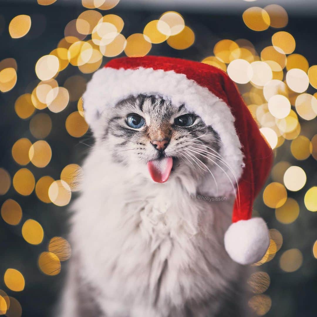 Holly Sissonのインスタグラム：「It’s a grumpy “it’s beginning to look a lot like Christmas” #tot today! 😹🎅 #toronto #cat #SiberianCat #santapaws #bokeh #canonR6 (See more of Finnegan, and Oliver, on @pitterpatterfurryfeet)  ~ Canon R6 + 85mm f1.4L @ f1.4 See my bio for full camera equipment information plus info on how I process my images. 😊」