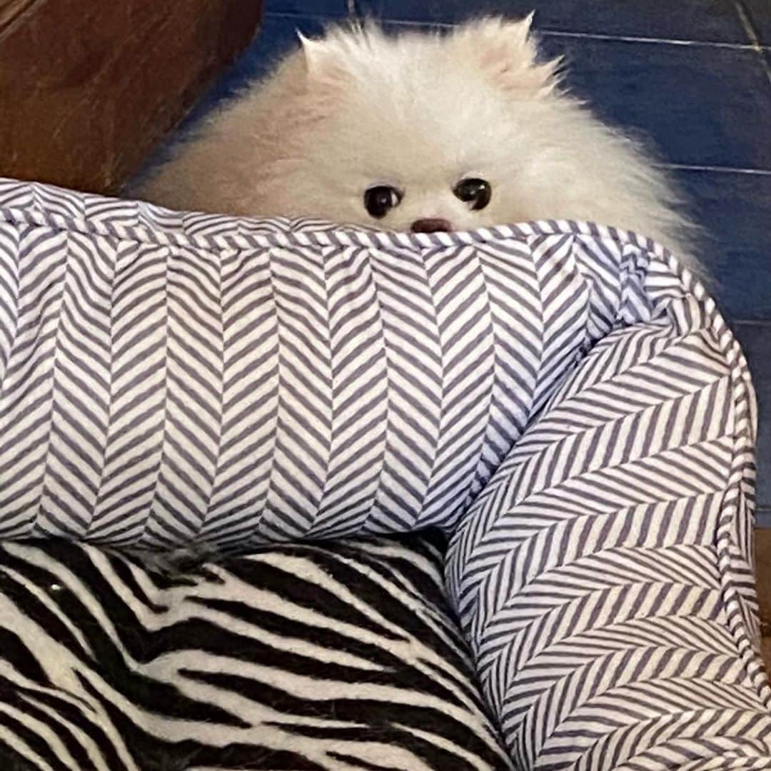 JEWELのインスタグラム：「Every breath you take...every move you make...I’ll be watching you 🤣  I’m pretty sure this song was made because they had a dog like me.🥰❤️🐶 #pomeranian #pomeranianpage #dogsofinstagram #puppiesofinstagram #petstagram #weeklyfluff #dogsofinstagram」