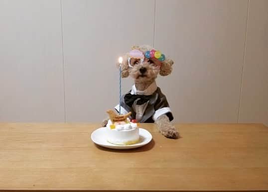 チャチャ丸のインスタグラム：「\HAPPY BIRTHDAY/ チャチャ丸5歳の誕生日🎂 いつも家族に沢山の笑顔を与えてくれてありがとう😭 #ずっと一緒だよ #大人になったね #hbd#happybirthday #toypoodle#poodle #トイプードル#dog #プードル#おめでとう #イコール」