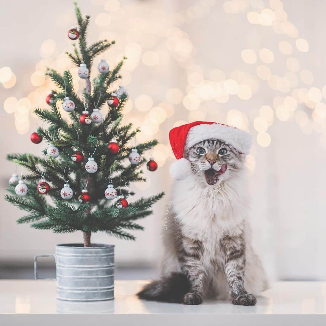 Holly Sissonのインスタグラム：「I’m a happy SantaPaws! ❤️🎅🐱 ~ #toronto #cat #SiberianCat #santapaws #bokeh⁠ (See more of Finnegan, and Oliver, on @pitterpatterfurryfeet)  ~  Canon 1DXMkII + 85 f1.4L IS @ f1.4」